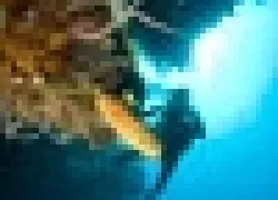 -Hondurasthumb_.jpg.webp