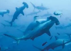 -Okeanos-Aggressor_.jpg.webp