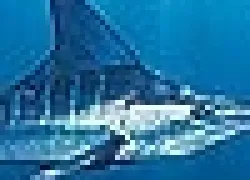 -Shooting_big_.jpg.webp