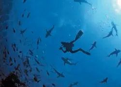 -Taka-Dive_.jpg.webp