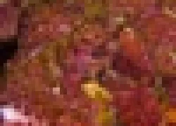 -Tobagothumb_.jpg.webp