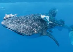-Utila-Aggressor_.jpg.webp