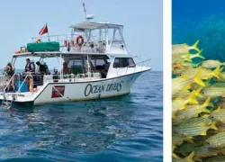 -Ocean_Divers_Inc._.jpg.webp