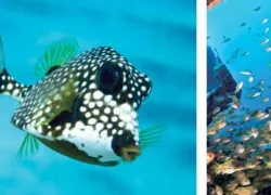 -St._Vincent_and_the_Grenadines_Tourism_.jpg.webp