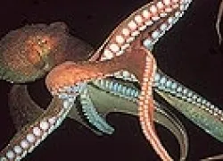 -Land_of_Giants_.jpg.webp