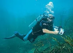 -Jungle_Blue_.jpg.webp