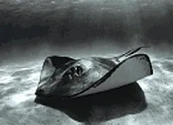 -PADI_th_anniversary_c-_card_.gif.webp