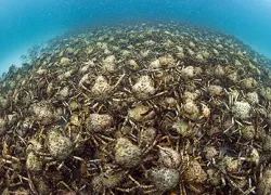 -_Spider_crab_Whyalla_Australia_.jpg.webp
