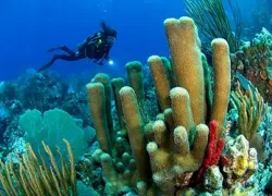 -BVI-homepage_.jpg.webp