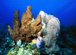 -Bay_Island_.jpg.webp