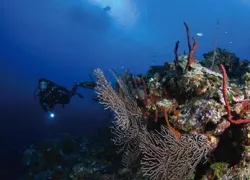 -Cayman_Scuba_Diving_.jpeg.webp