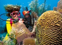 -Dive_.jpg.webp