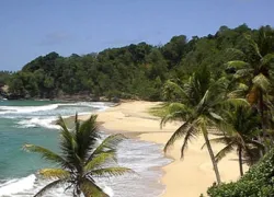 -Dominica_-Turtle_Bay_.jpg.webp