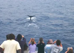 -Dominica___Whale_Watching_.jpg.webp