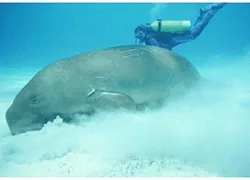-Dugong-dugongdivecenter_.jpg.webp