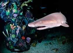 -LivingSeasTYS.jpg.webp