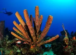 -NoseReef-_.jpg.webp