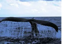 -PADI-nov-r_.jpg.webp