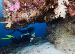 -Palau-Diver-_.jpg.webp