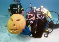 -Pumpkin_.jpg.webp