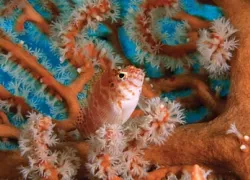 -Raja-To-Dive-Doubilet-Hayes_.jpg.webp