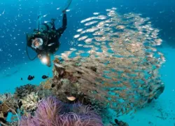 -Ryukyu-To-Dive-amos-_.jpg.webp
