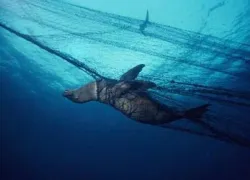 -SaveOurSeasLtd-_.jpg.webp