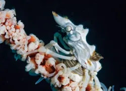 -Sulawesi-To-Dive-Heller_.jpg.webp