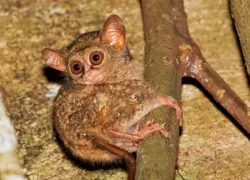 -Sulawesi-To-Do-Heller_.jpg.webp