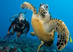 -Tahiti-To-Dive---_.jpg.webp