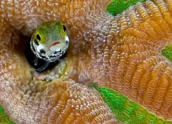 -University_of_Miami_Underwater_Photo_Contest_.jpg.webp