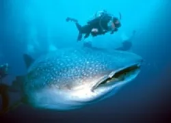 -Whale_Sharks_.jpg.webp