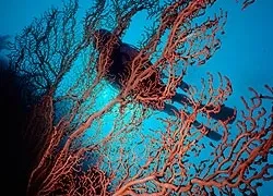 -diver_redcoral-_.jpg.webp