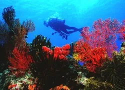 -japan-_.jpg.webp