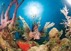 -lionfish-_.jpg.webp