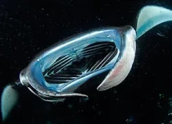 -manta-.jpg_.jpg.webp