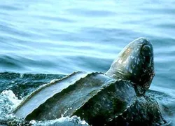 -turtle_leatherback-jso_.jpg.webp