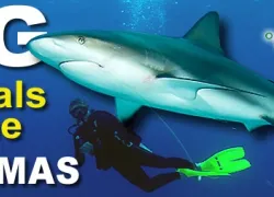 -Bahamas_main_.jpg.webp
