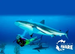 shark_a_chance_c-card-_finallow.jpg.webp