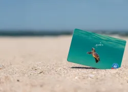 Qcard-turtlehatchling-small-hero.jpg.webp