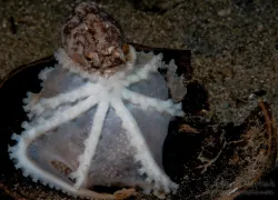 _blue_veined_octo_brooding_.jpg.webp