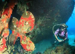 -wrecks-sm.jpg.webp