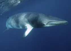 -a-curious-minke-whale- option .jpg.webp