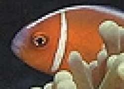 ___.jpg.webp