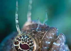-best-dives-spd_north_-blue-heron-bridge-florida.jpg.webp