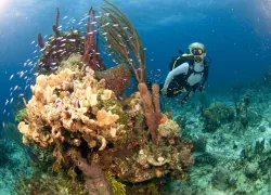 _reefswalls.jpg.webp