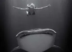 shark-whaleaa.jpg.webp