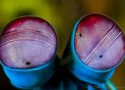 -mantis_eyes__of_.jpg.webp