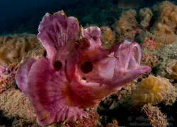 -rhino-lembeh-.jpg.webp