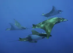 AD Azores middle of atlantic great viz diving with manta rays.jpg.webp